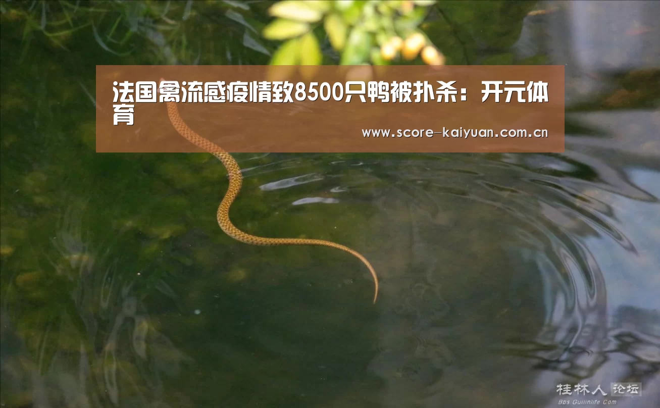 法国禽流感疫情致8500只鸭被扑杀：开元
